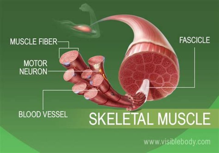 Skeletal muscle tissue function - How To Discuss