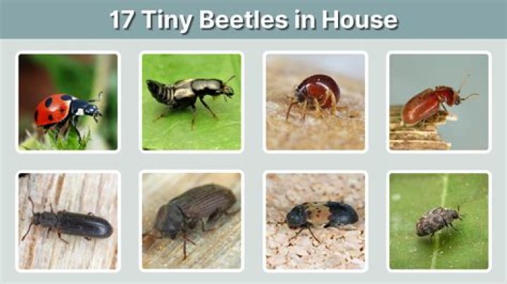 Small beetles in house - How To Discuss