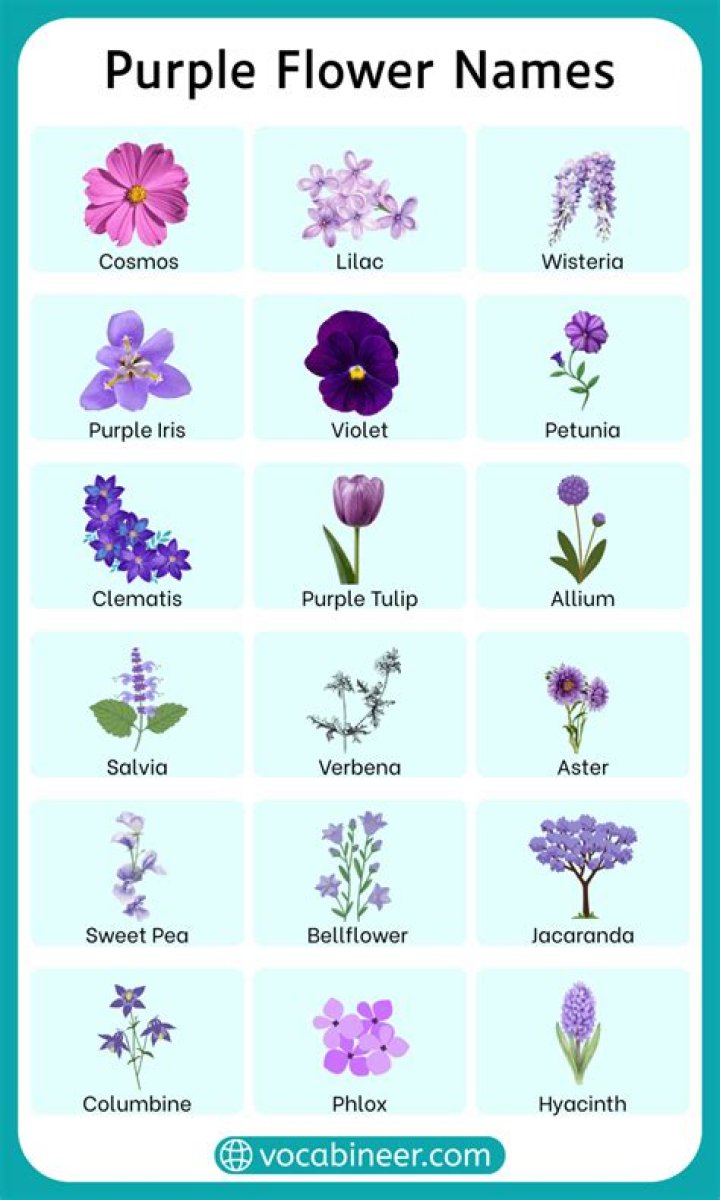 Small purple flowers - How To Discuss
