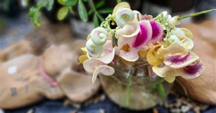 Snail vine - How To Discuss