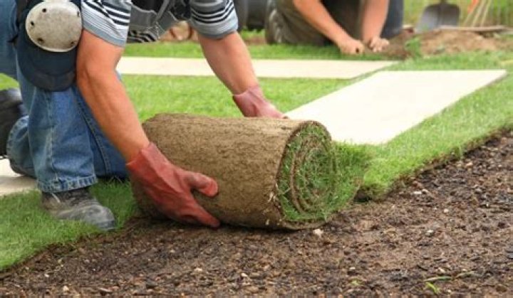 Sod for yard - How To Discuss
