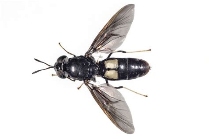 Soldier fly - How To Discuss
