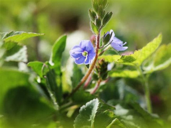 Speedwell flower - How To Discuss