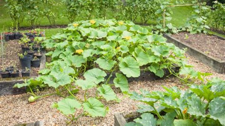 Squash companion plants - How To Discuss