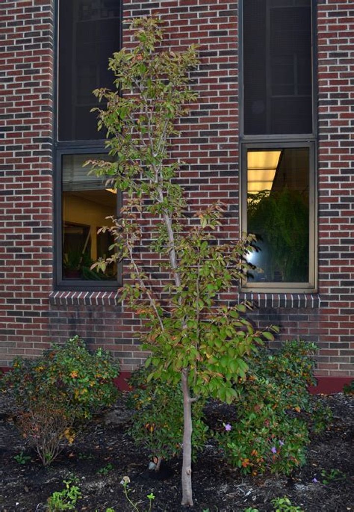 Stewartia pseudocamellia - How To Discuss