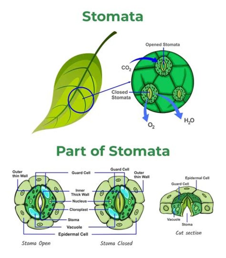 Stomata definition - How To Discuss