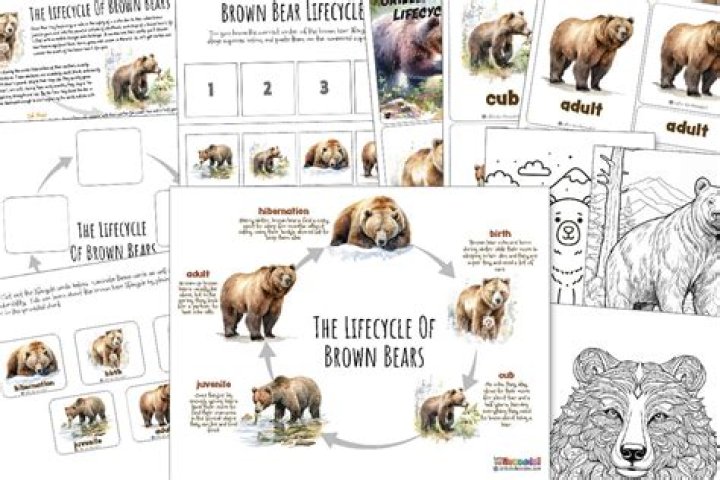 Straight Bear - How To Discuss