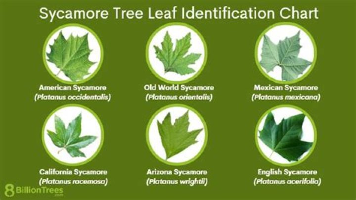 Sycamore Tree Height - How To Discuss