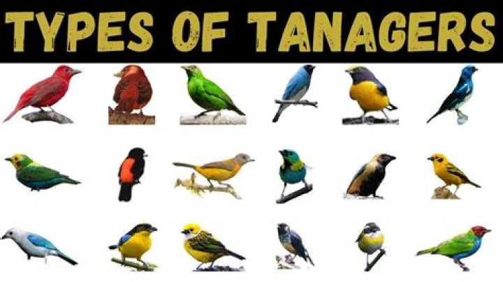 Tanager - How To Discuss