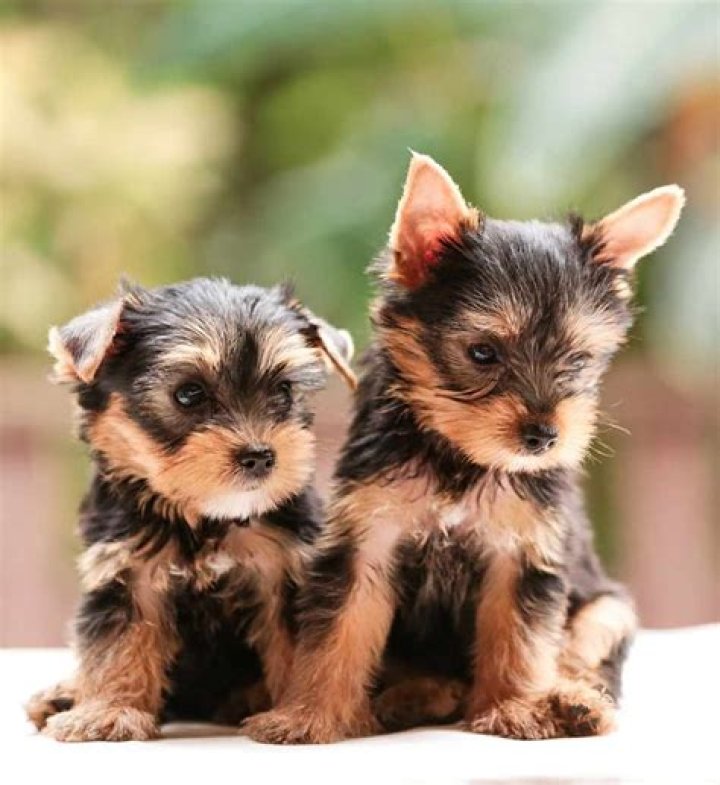 Teacup yorkie puppies - How To Discuss