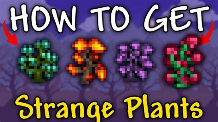 Terraria Strange Plant - How To Discuss