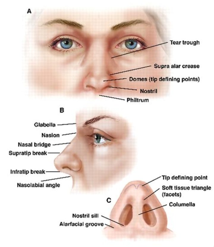 The Nose Is Medial To The Ears