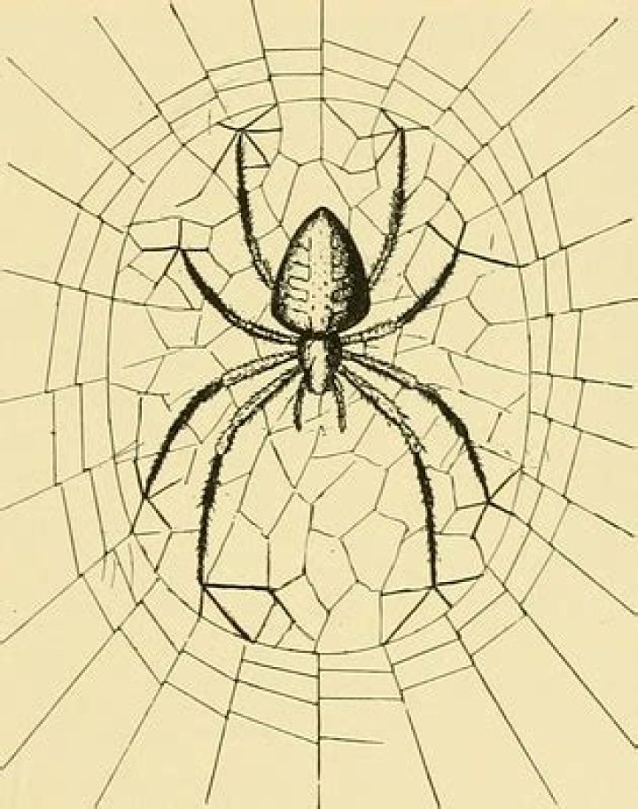 Theme Of Arachne - How To Discuss