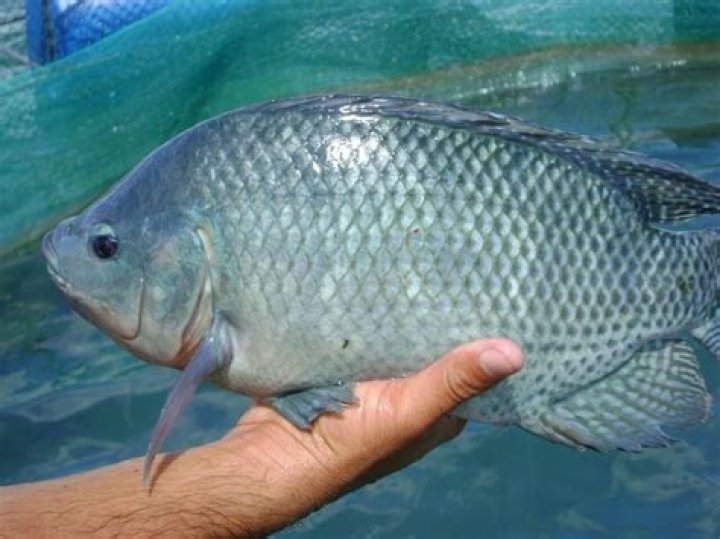 Tilapia Per Gallon Aquaponics - How To Discuss