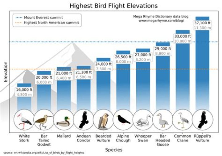 Total 20 Pigeons Fly In Odd Numbers In 5 Times