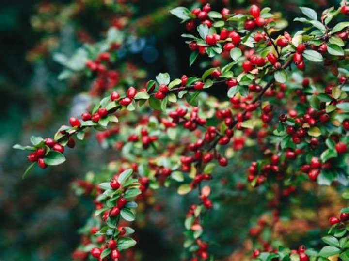 Tree with small red berries