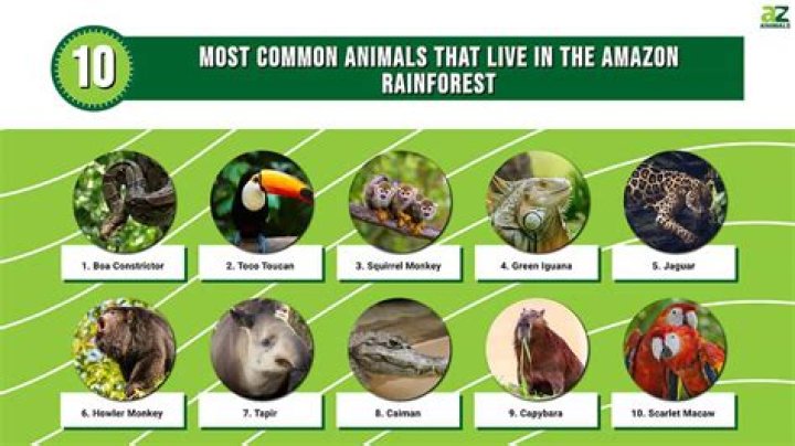 Tropical rainforest animals - How To Discuss