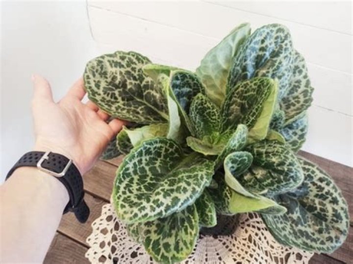 Turtle plant - How To Discuss