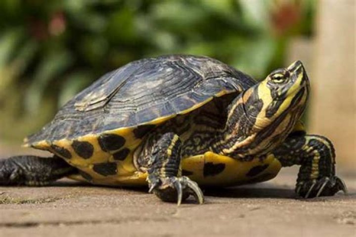 Turtle price - How To Discuss
