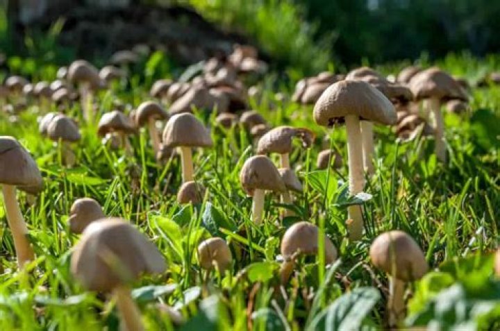 Types of mushrooms in yard