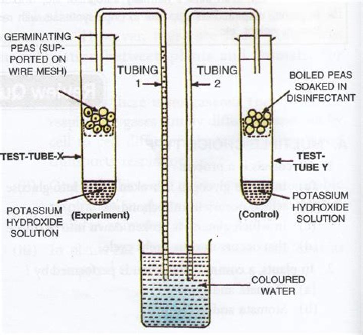 Use Of Potassium Hydroxide In Respiration Experiment