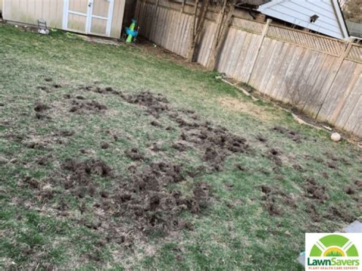 Vole damage to lawn - How To Discuss