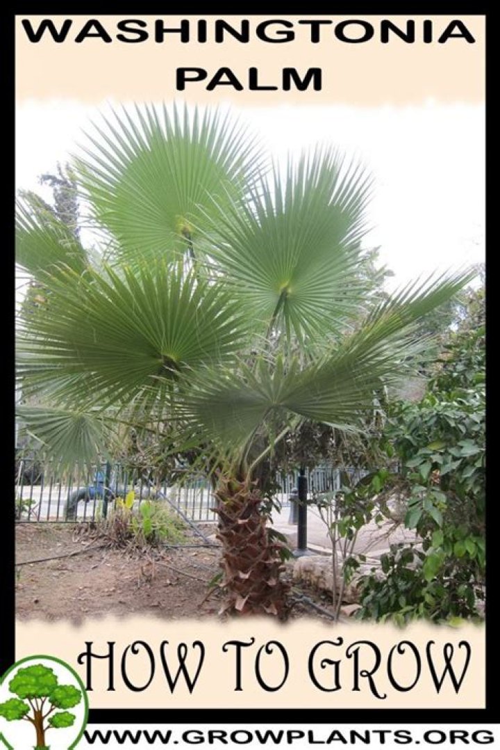 Washingtonia palm - How To Discuss
