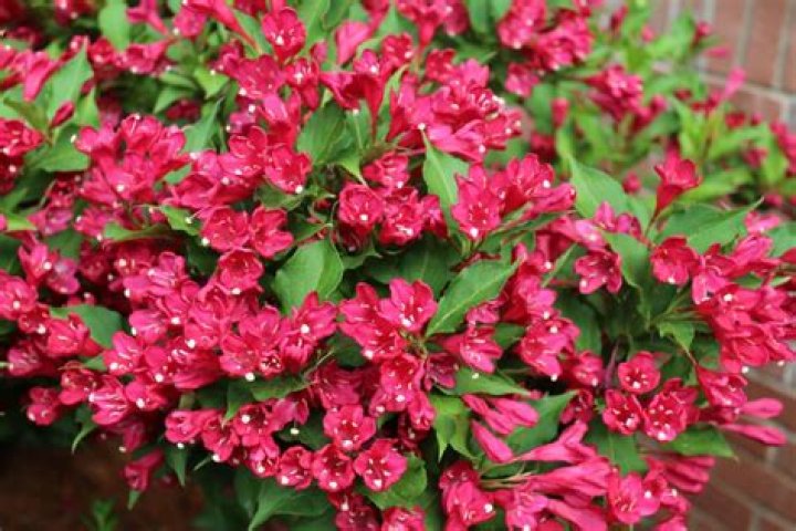 Weigela varieties - How To Discuss