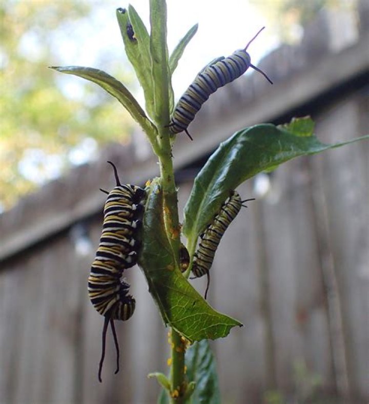 What Caterpillars Eat Milkweed - How To Discuss