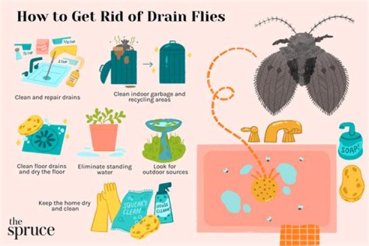 What causes drain flies - How To Discuss