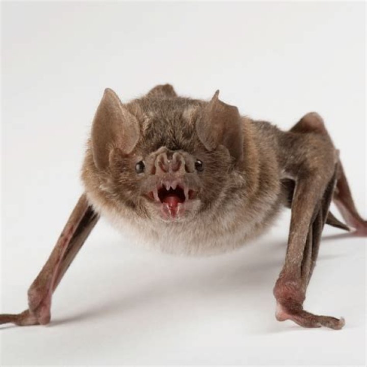 What Do Bats Look Like