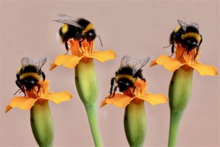 What Do Bumble Bees Eat