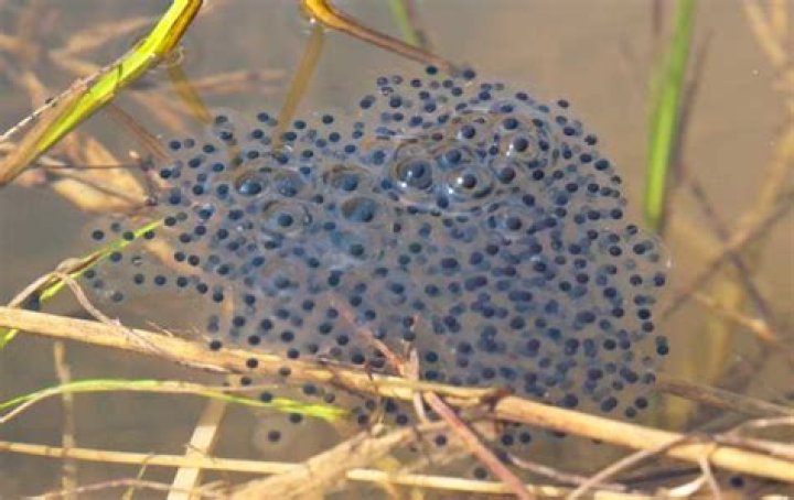 What do frog eggs look like?