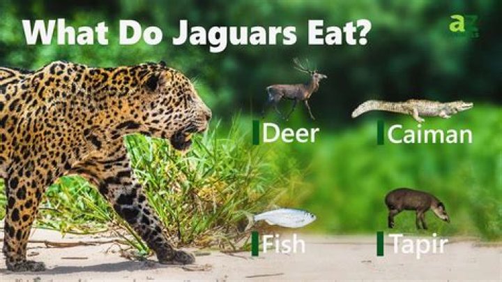 What do jaguars eat - How To Discuss