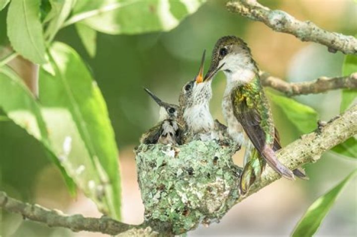 What does a hummingbird nest look like