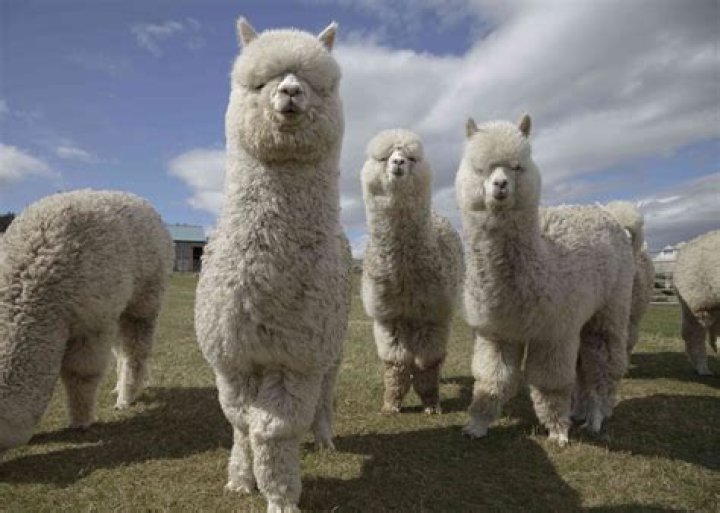 What Does Alpaca Camargo Mean