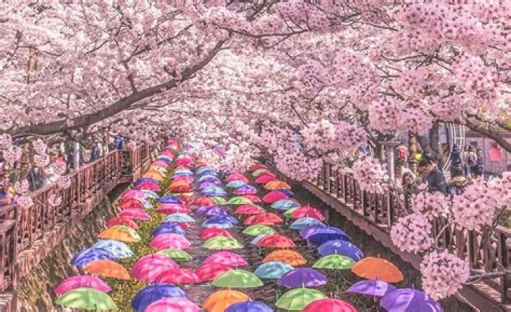 What Does Cherry Blossom Smell Like