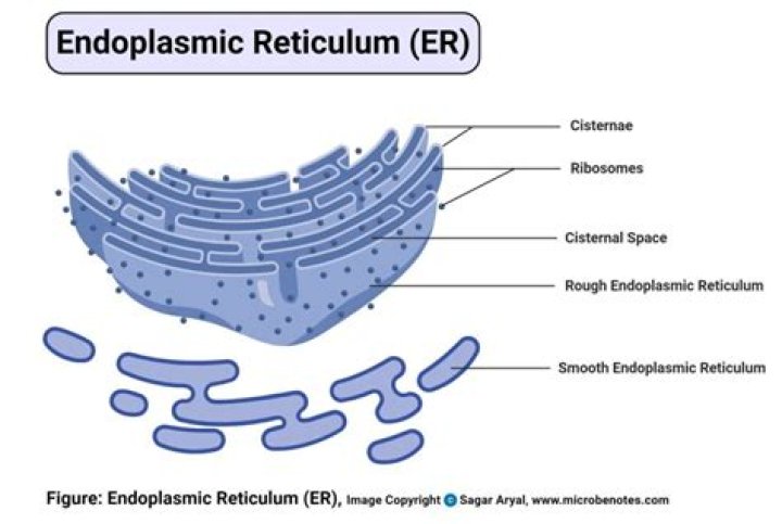 What Does Er Mean - How To Discuss
