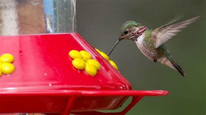 What eats hummingbirds - How To Discuss