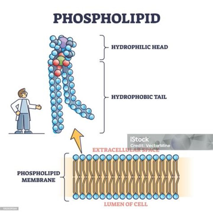 What is a phospholipid - How To Discuss