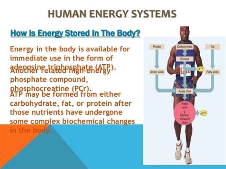What is the Body's Main Source of Energy
