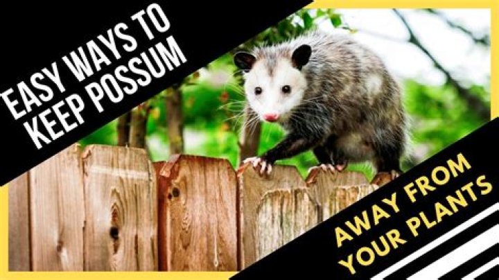 What Keeps Possums Away From Plants