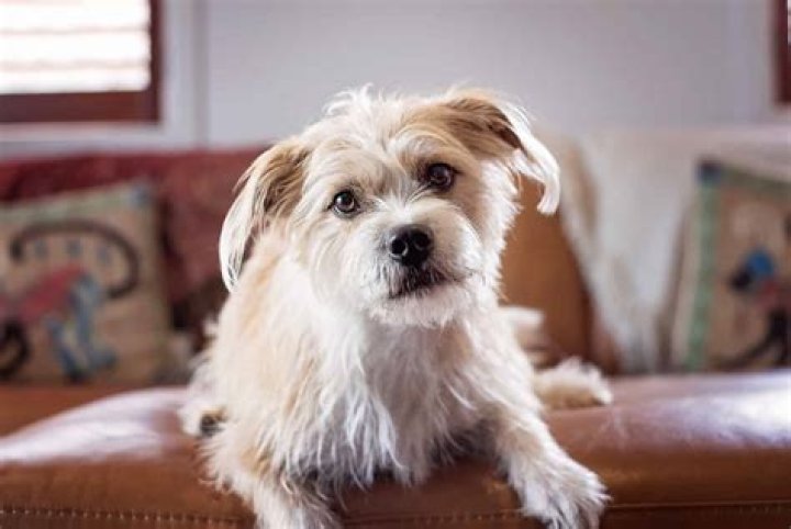 What Kind Of Dog Is Benji