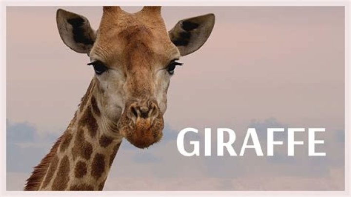 What noise does a giraffe make