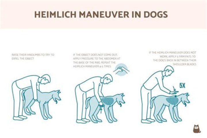 What to do when a dog is choking