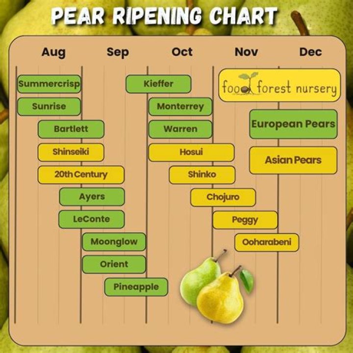 When are pears in season