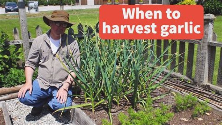 When to harvest garlic - How To Discuss