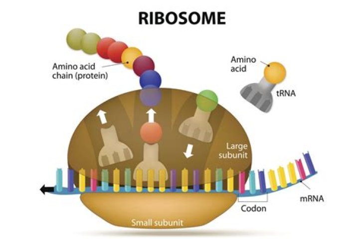 Where are proteins made in a cell?