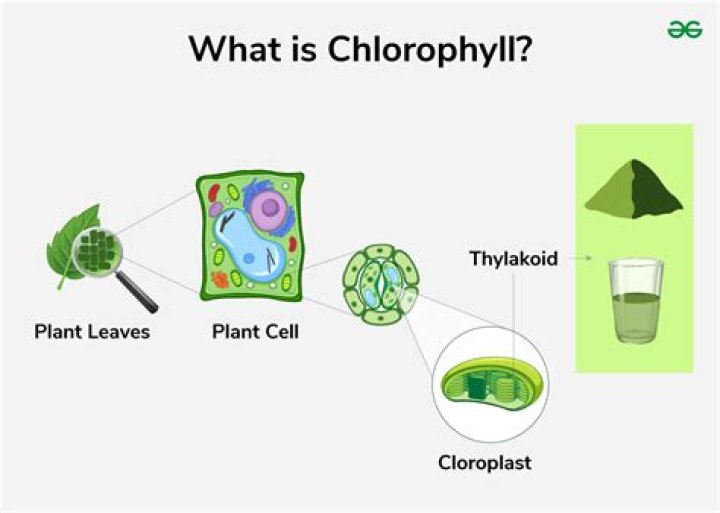 Where Is Chlorophyll Located - How To Discuss