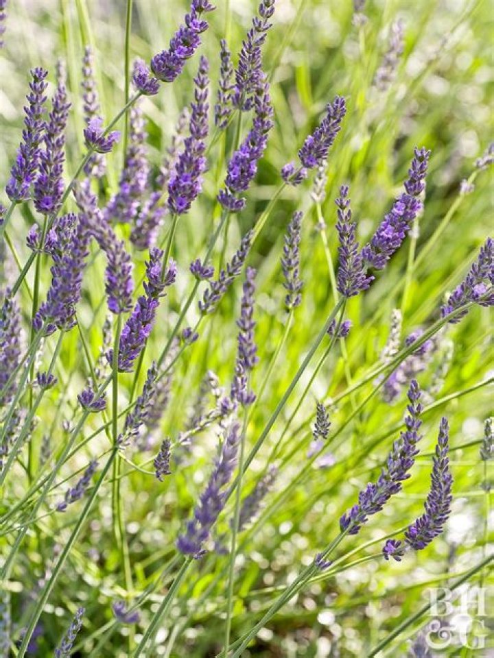 Which Lavender Has The Strongest Scent